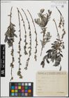 Foto von Salix repens L.